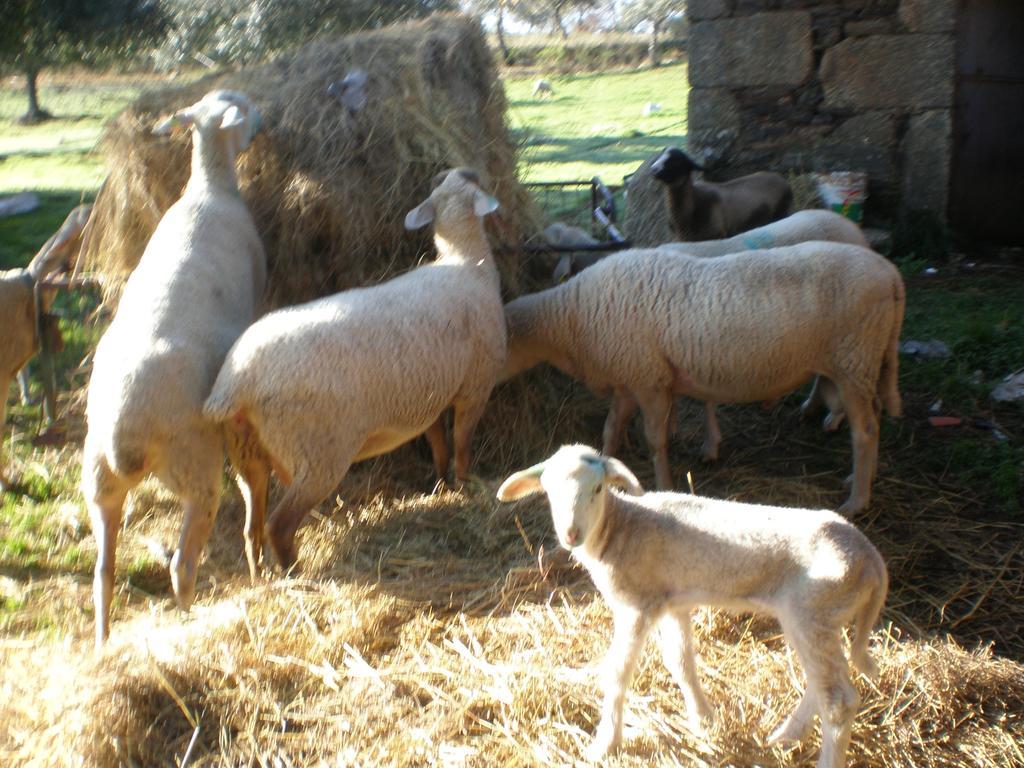 Willa Quinta Da Mina Monsanto Zewnętrze zdjęcie